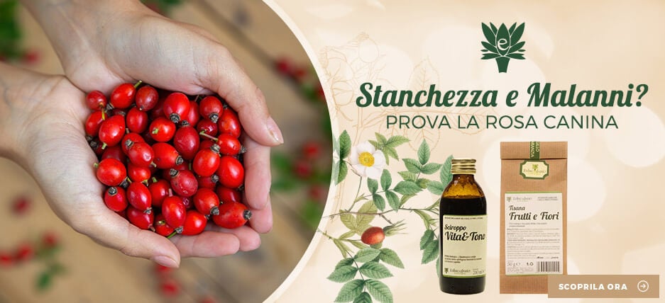 Vendita online prodotti naturali con Rosa Canina erboristeria Erbecedario