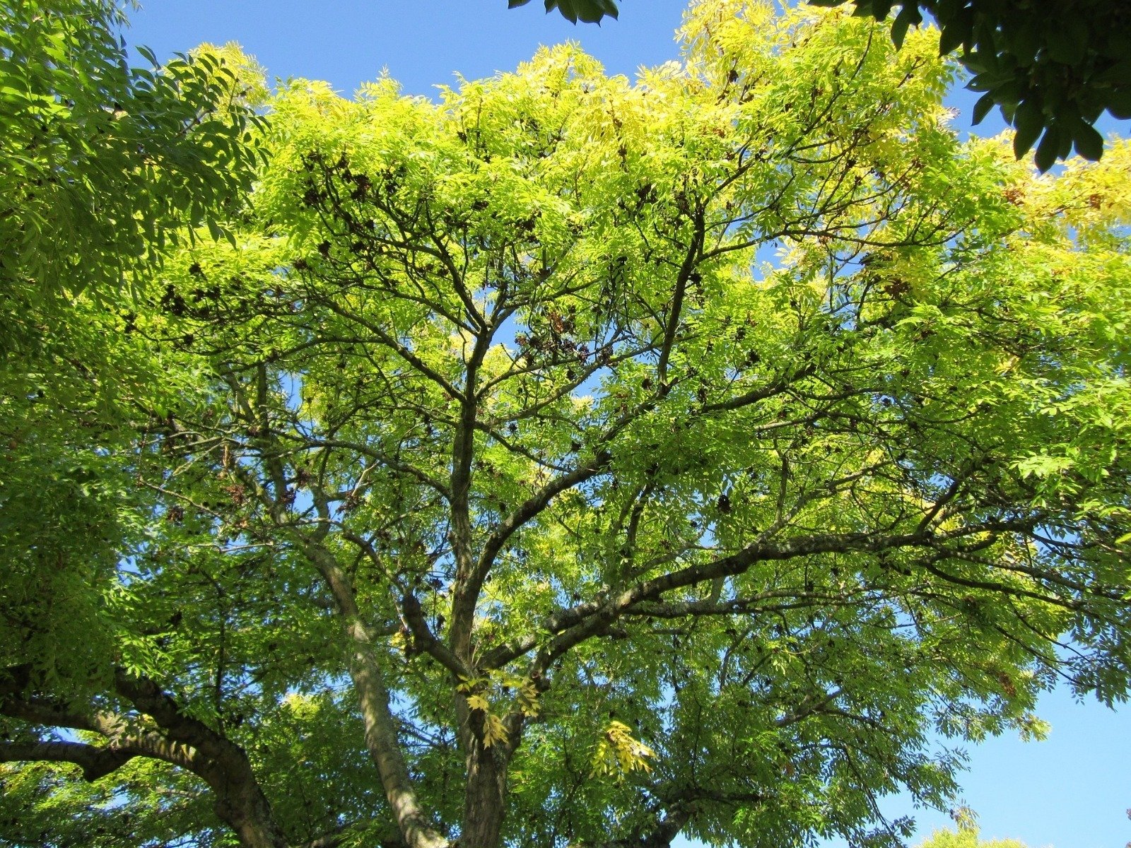 Frassino: proprietà, benefici, usi Fraxinus Excelsior