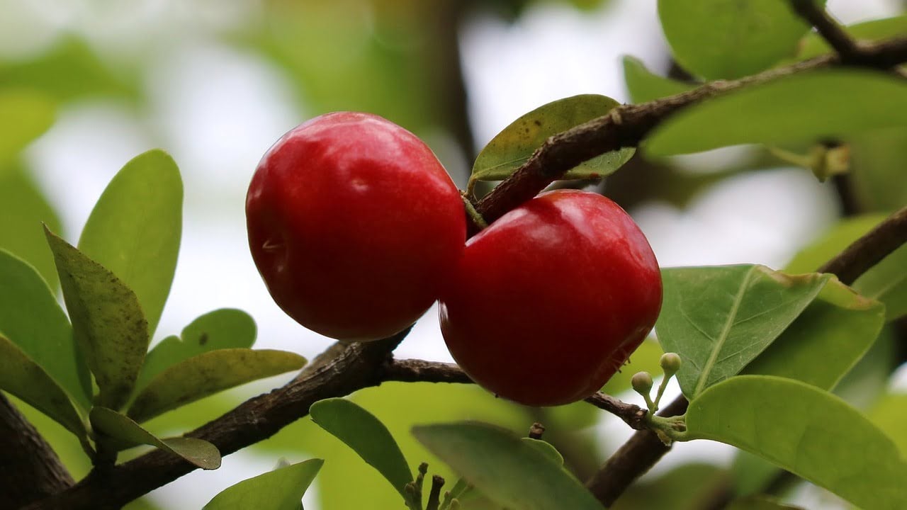 frutto pianta Acerola Malpighia glabra punicifolia, foto e immagini