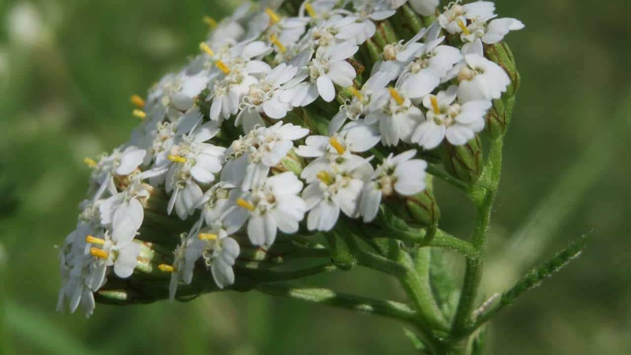 Achillea Millefolium o Millefoglie  foto e immagini