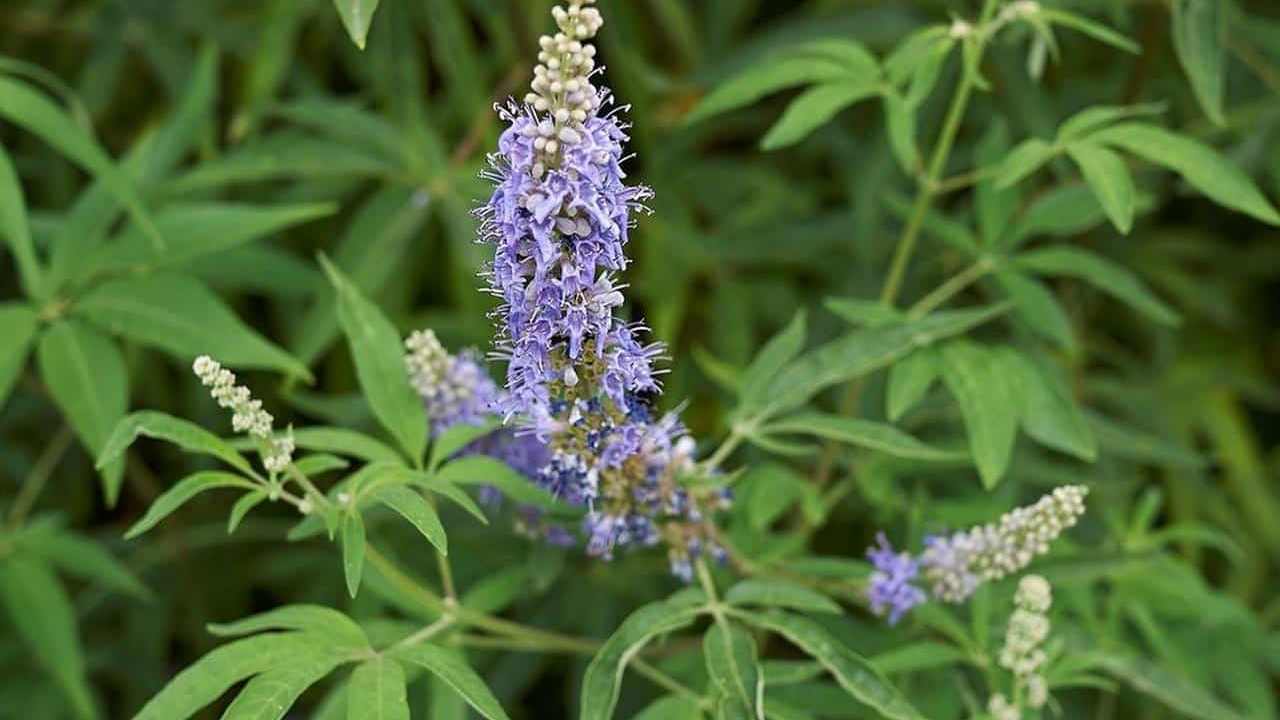 pianta Agnocasto Vitex agnus castus immagini e foto