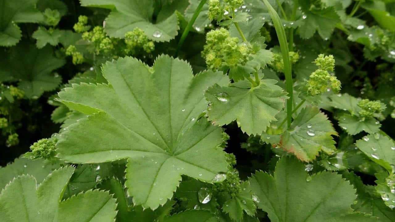 pianta Alchemilla Vulgaris o Erba stella immagini e foto