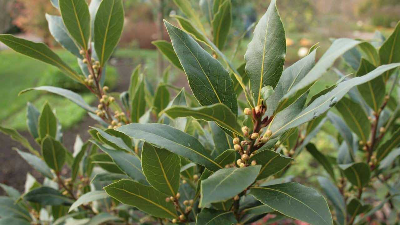 pianta Alloro Laurus Nobilis immagini e foto