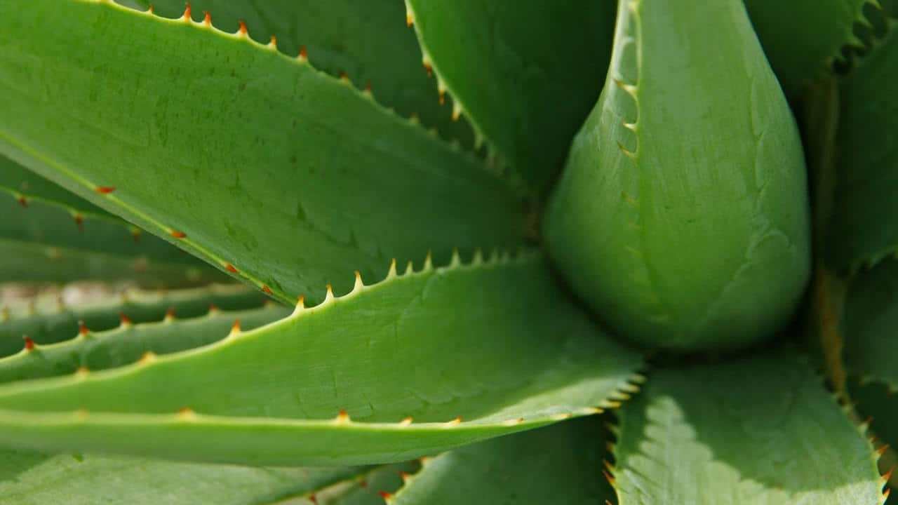 Aloe vera pianta immagini e foto