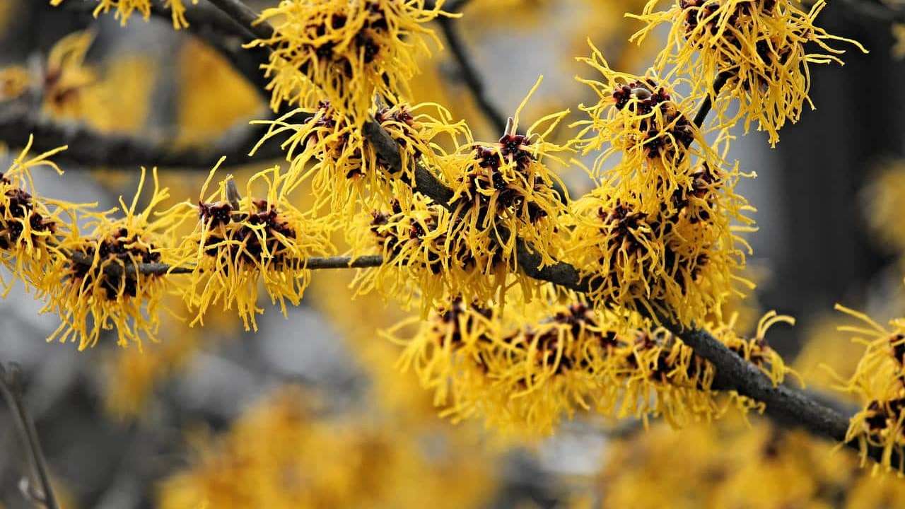 pianta Amamelide Hamamelis Virginiana, foto e immagini