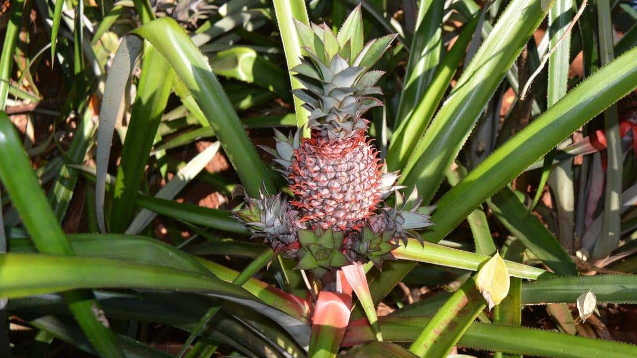 pianta Ananas Sativus, foto e immagini