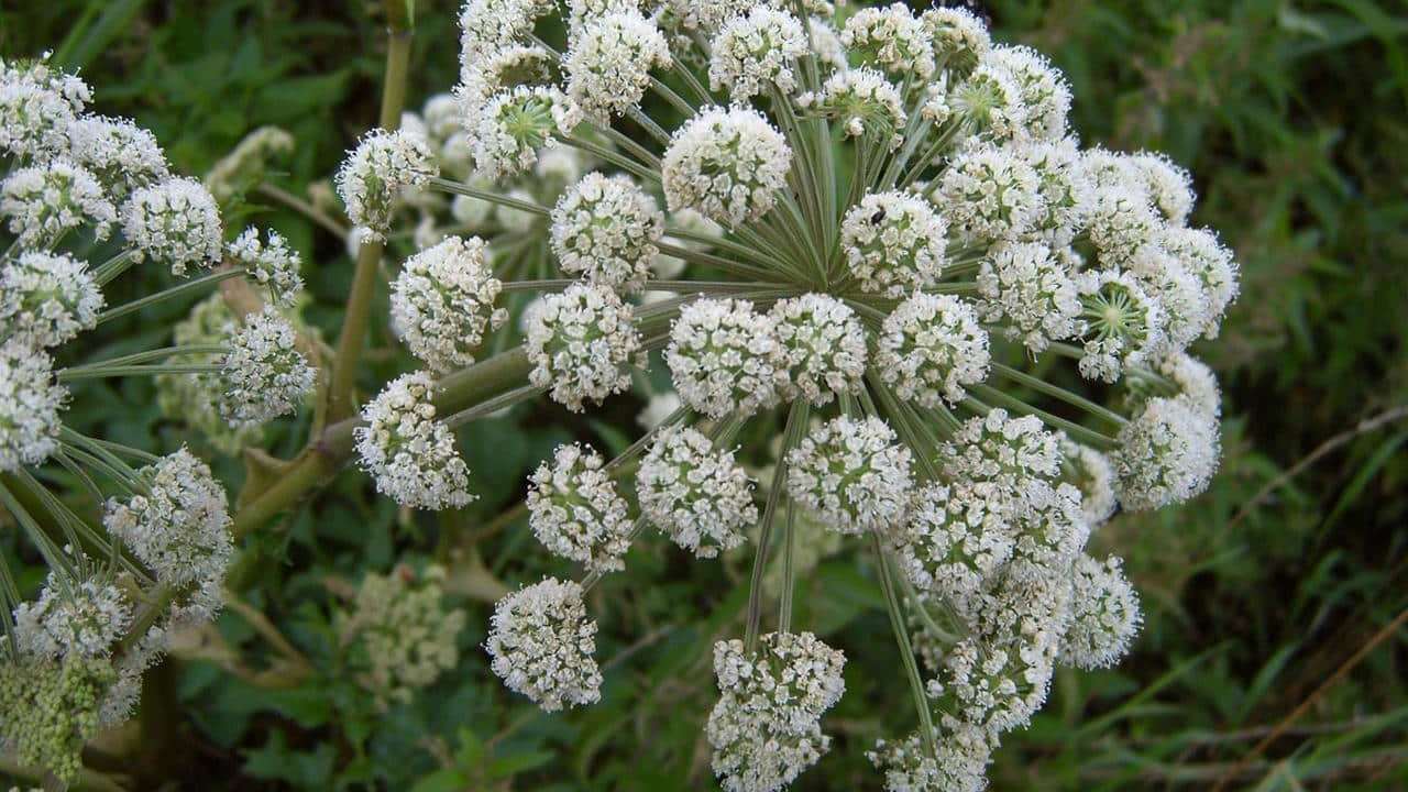 Angelica archangelica foto e immagini