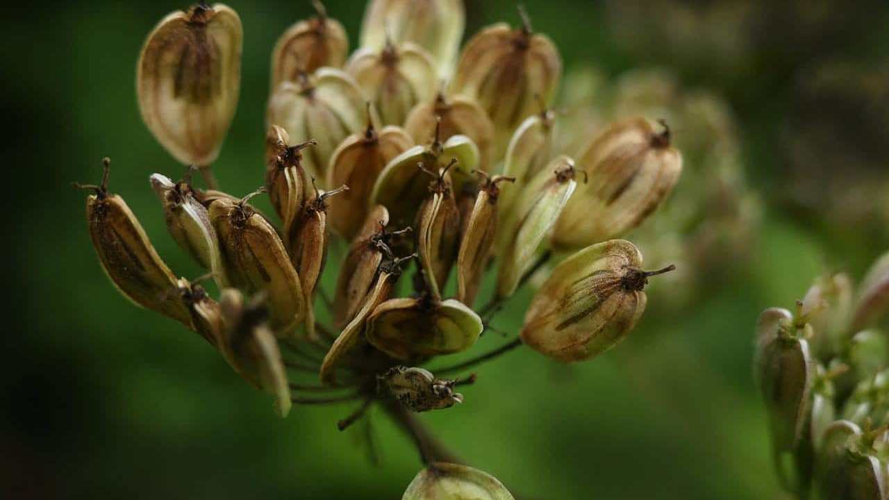 Anice Pimpinella anisum immagini e foto