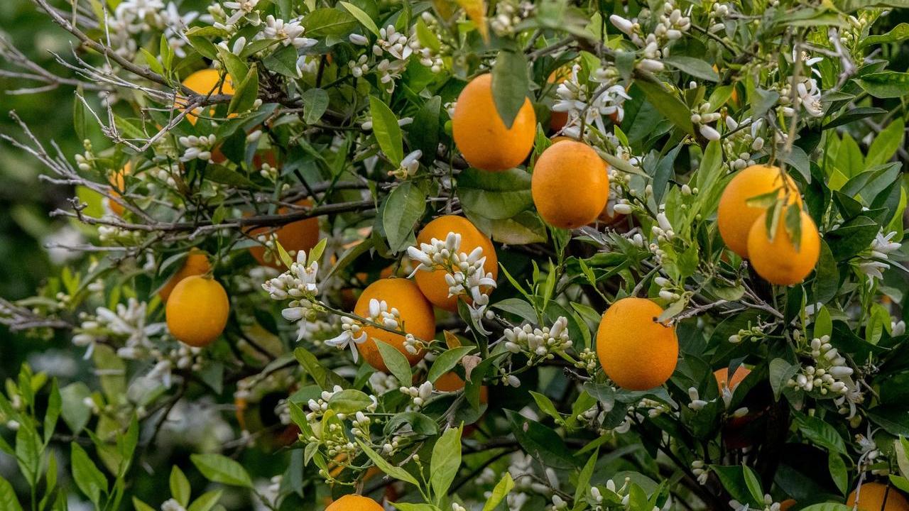 pianta Arancio Amaro o Dolce (Citrus Aurantium, Citrus Sinensis, Citrus Amara), foto e immagini