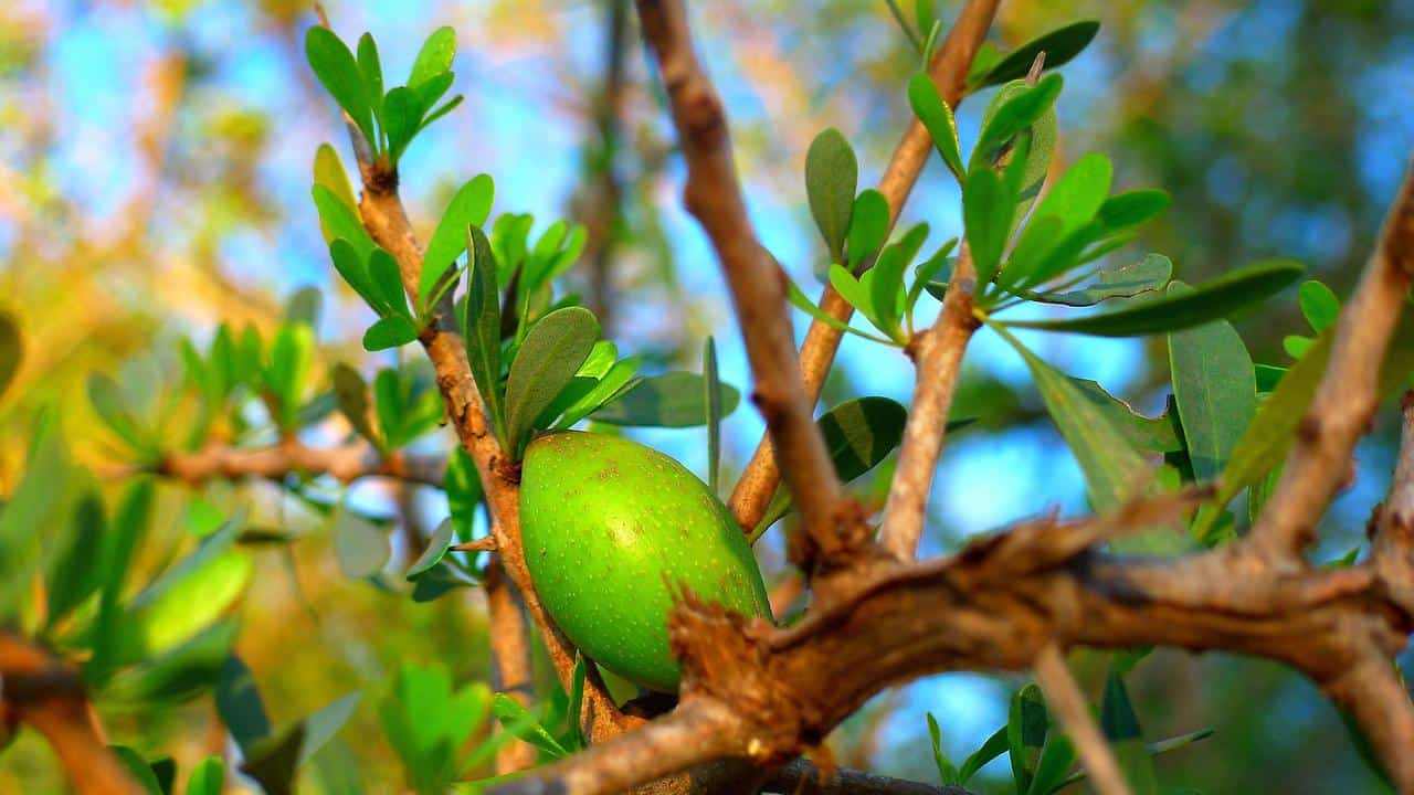 pianta Argania Spinosa Olio di Argan, foto e immagini