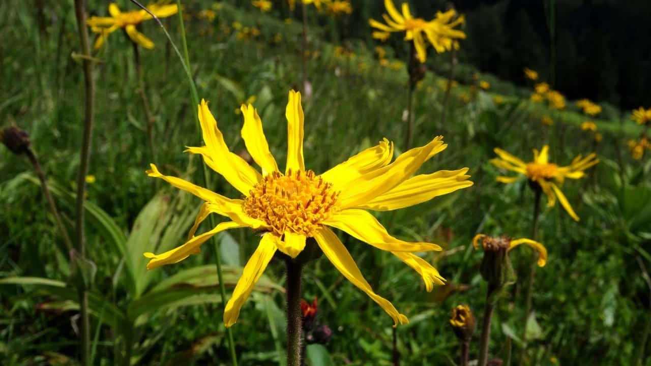 pianta Arnica montana, foto e immagini