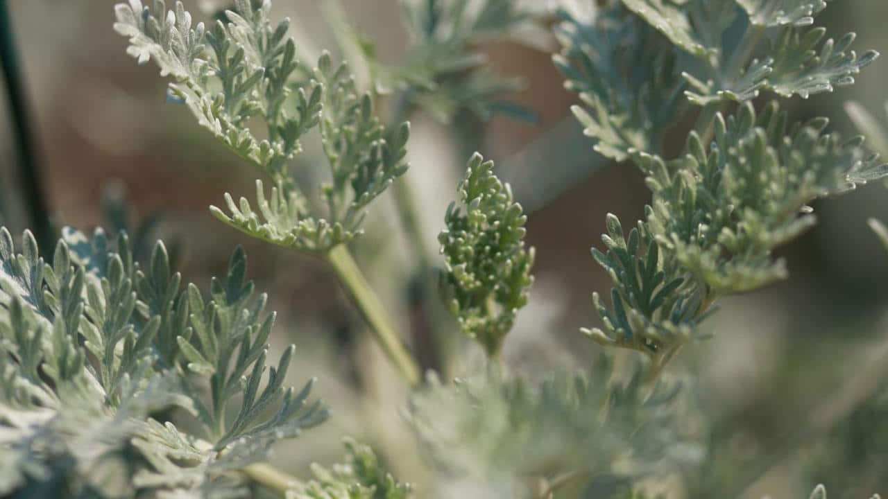 Artemisia absinthium o Assenzio pianta erba, foto e immagini