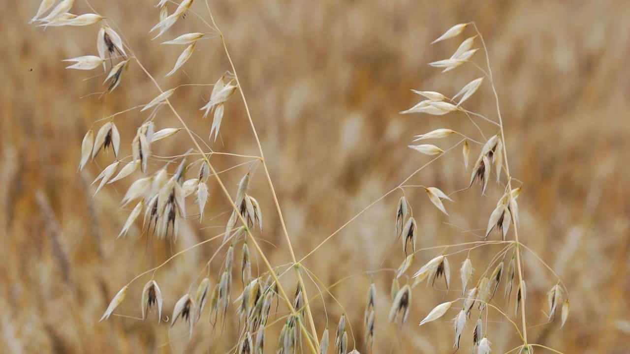 Avena sativa, foto e immagini