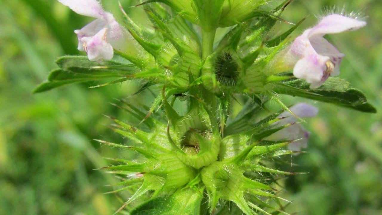 pianta Ballota Nigra, Marrubio selvatico o Cimiciotta, foto e immagini