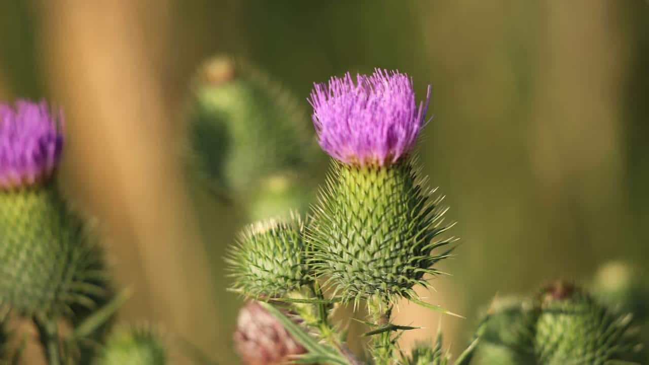 pianta Bardana o Arctium lappa, foto e immagini