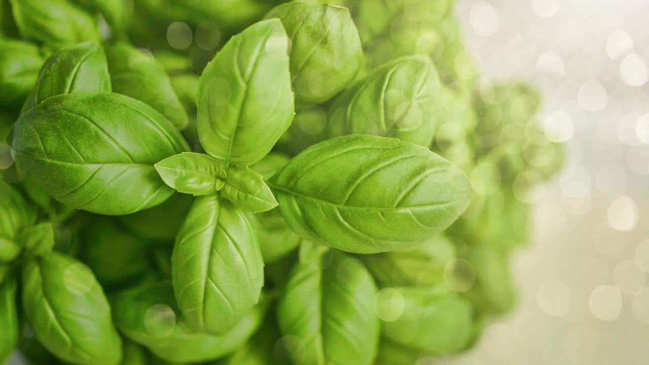 pianta Basilico Ocimum basilicum, foto e immagini