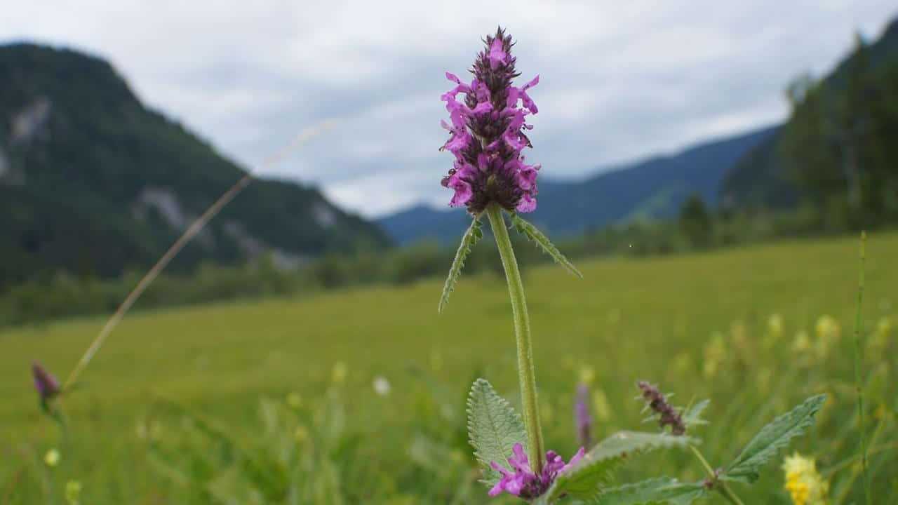 Betonica Stachys officinalis, foto e immagini