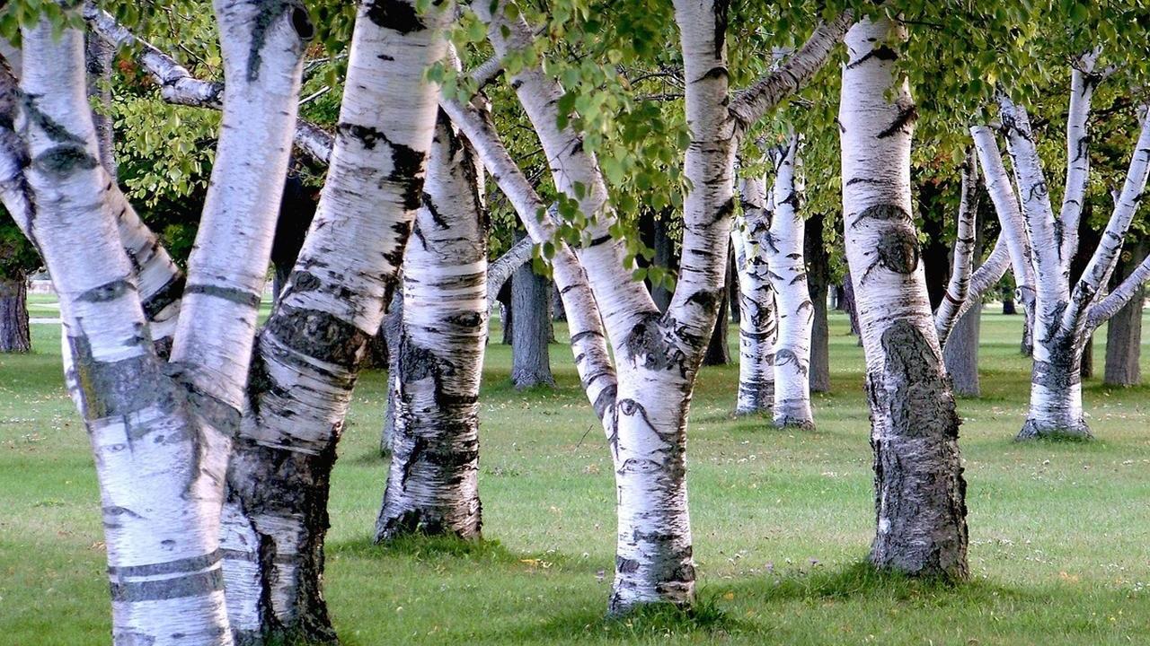 Betulla bianca pianta, foto e immagini