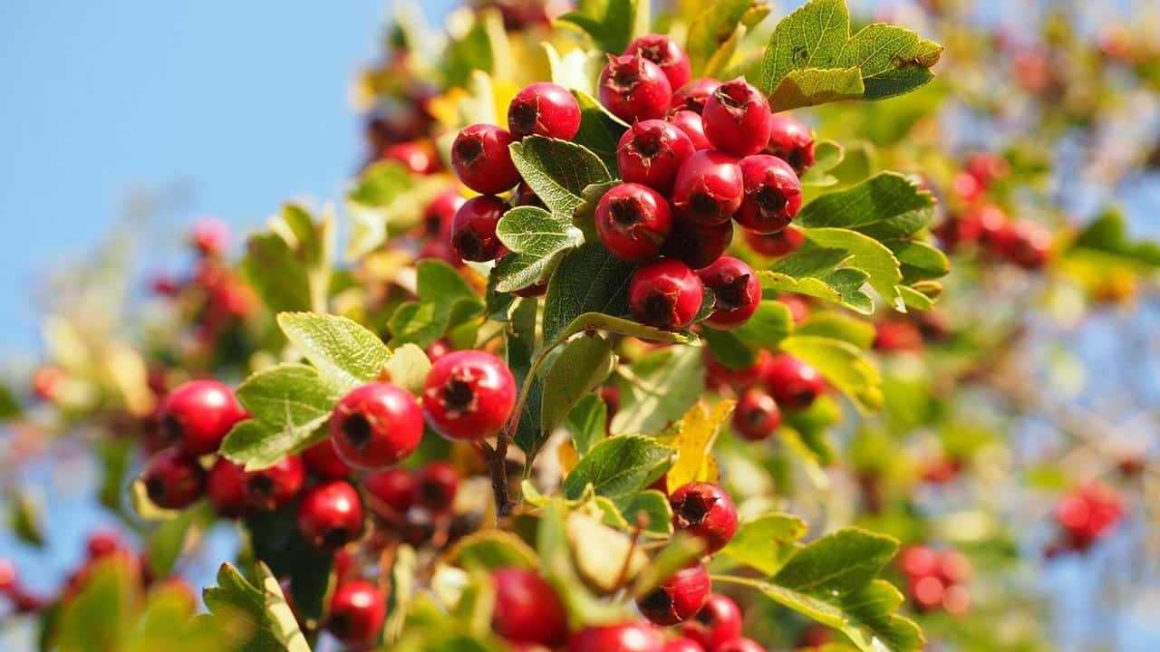 Foto e immagini pianta Biancospino comune o Crataegus monogyna