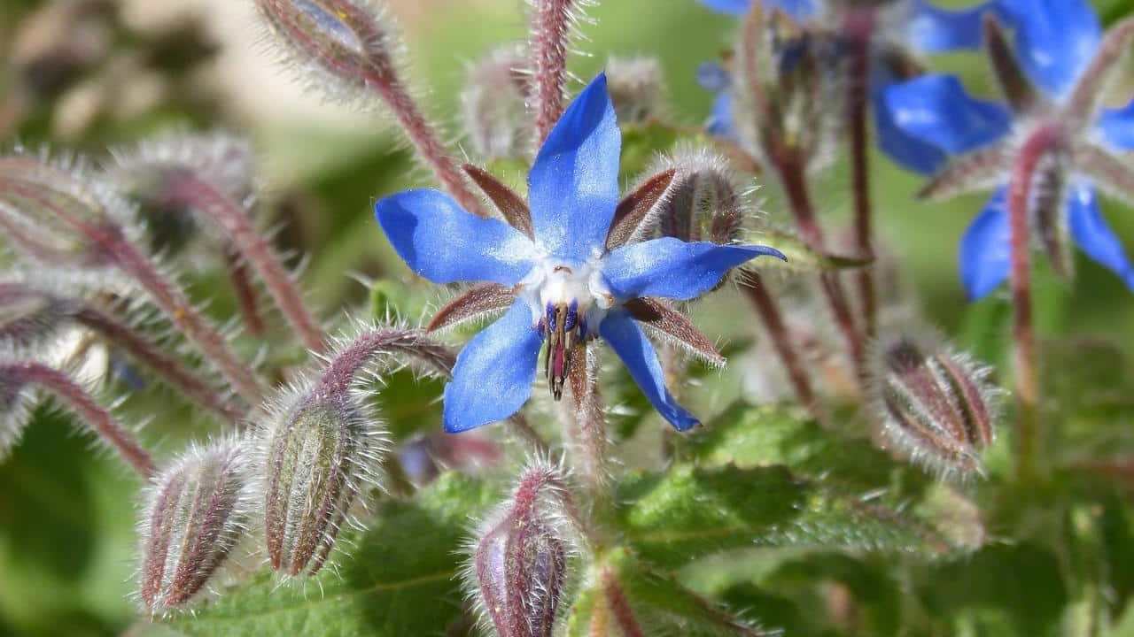 pianta Borragine Borago officinalis, foto e immagini