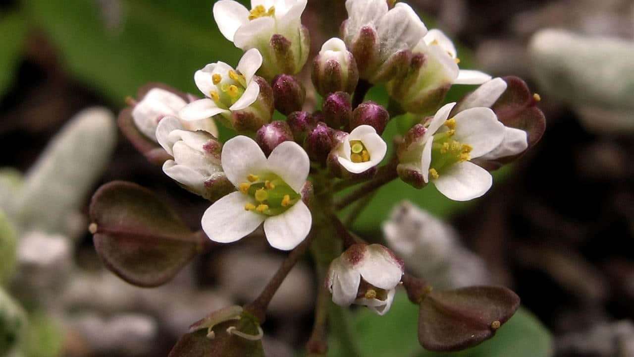 pianta erba Borsa del pastore Capsella bursa pastoris, foto e immagini