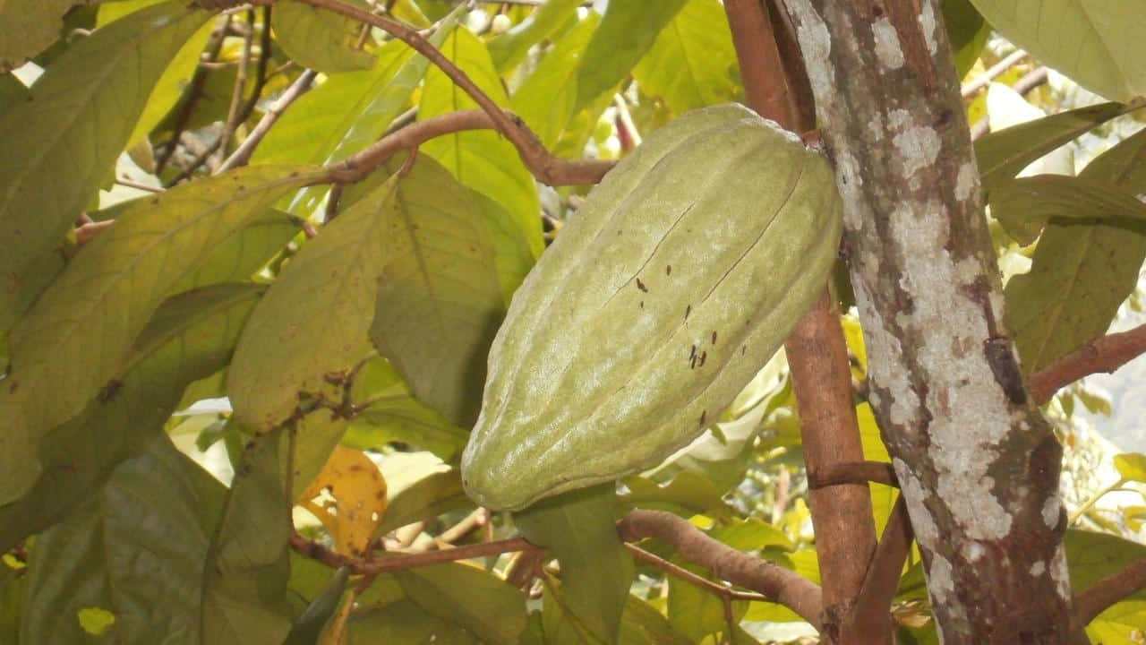pianta Cacao foto e immagini 