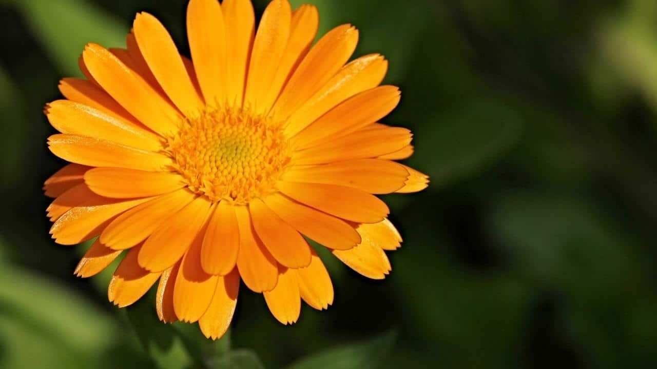 Calendula officinalis, foto e immagini