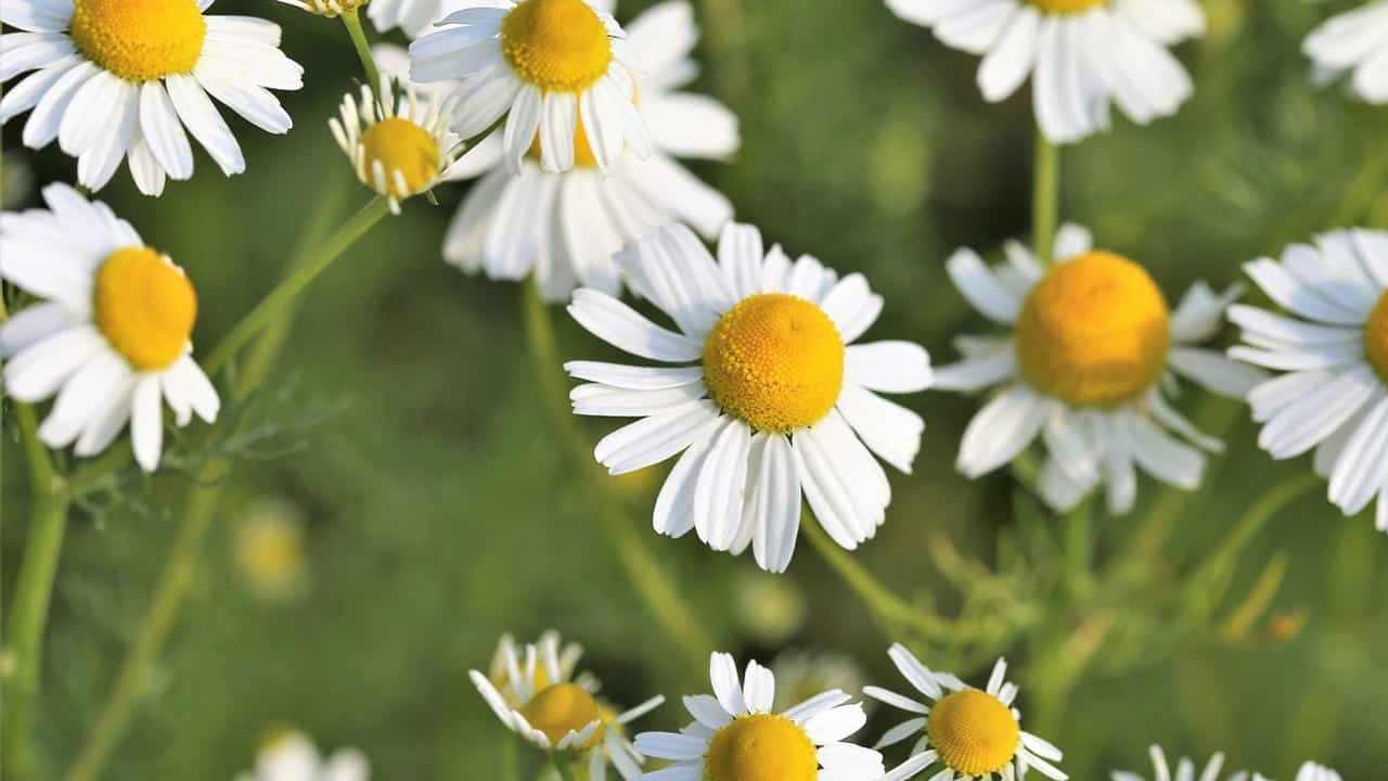 Matricaria chamomilla Camomilla pianta fiori, foto e immagini