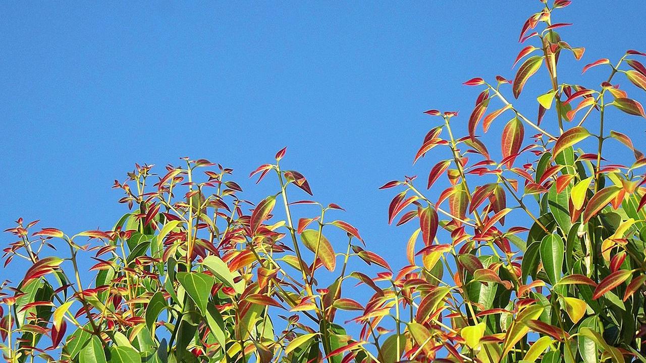 pianta Cannella o Cinnamomum zeylanicum, foto e immagini