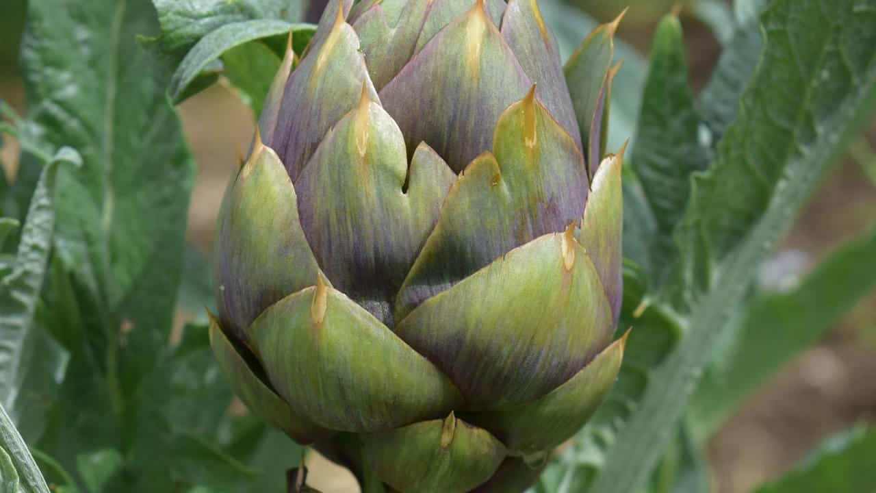 Carciofo pianta fiore foglie, foto e immagini