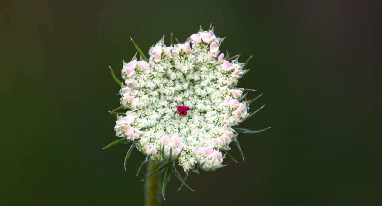 Daucus Carota Sativa, foto e immagini