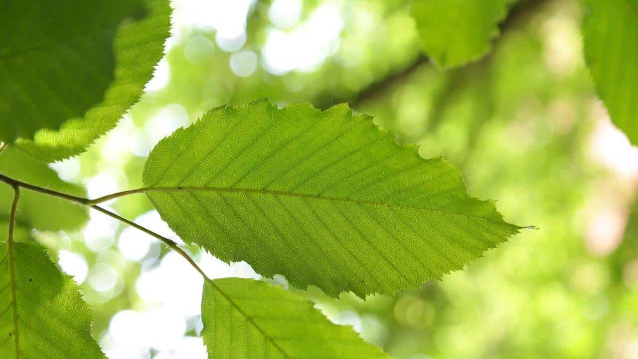 albero Carpino Bianco Carpinus Betulus, foto e immagini