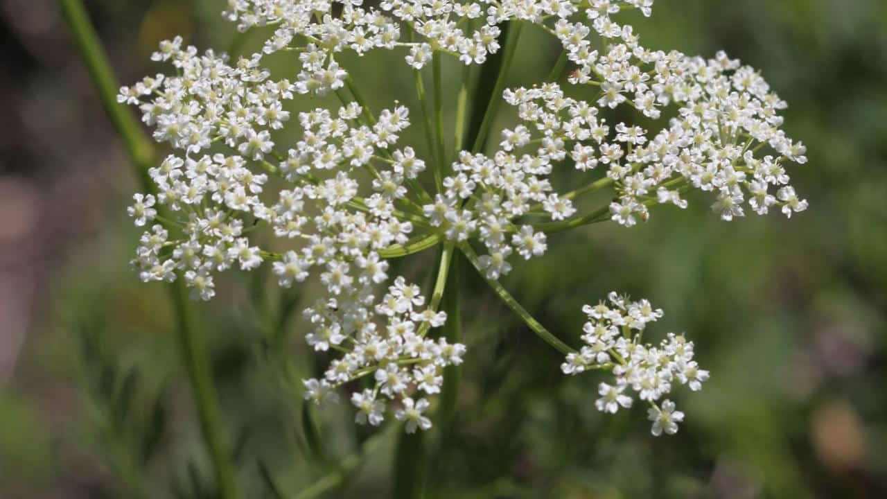 Cumino pianta, foto e immagini