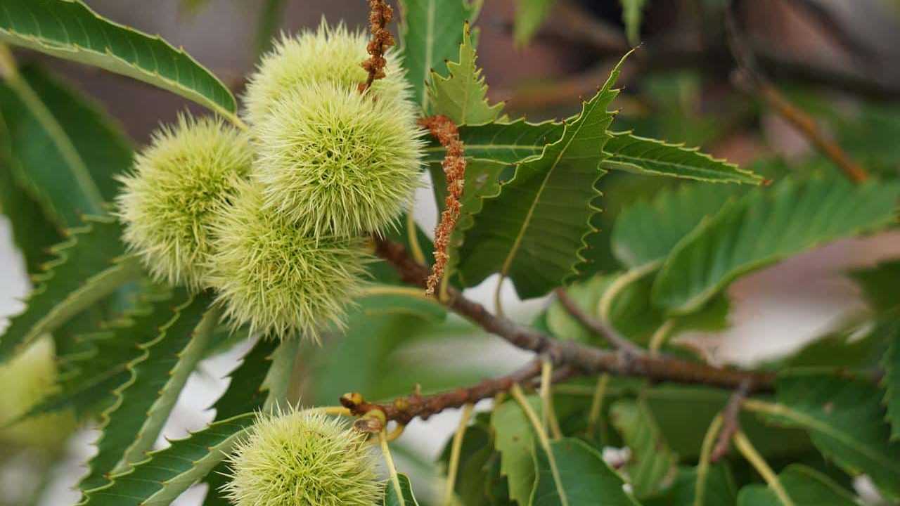 albero Castagno Castanea Vesca, foto e immagini