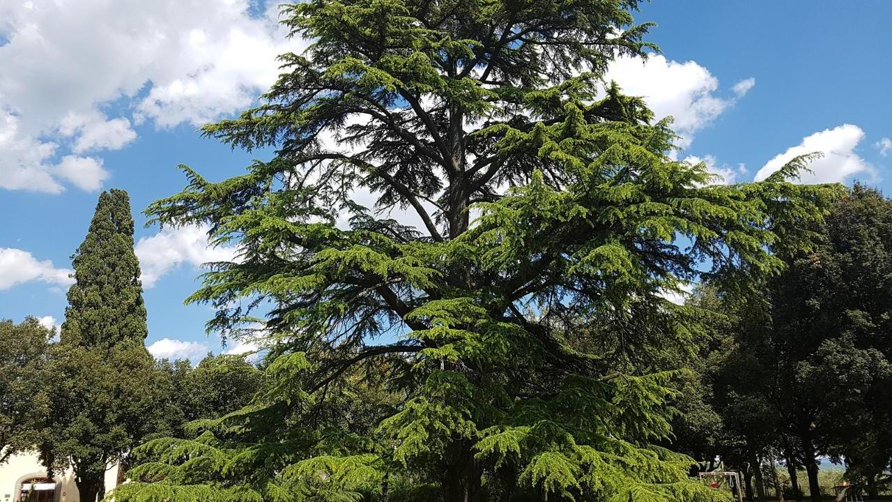 albero Cedro del Libano, foto e immagini