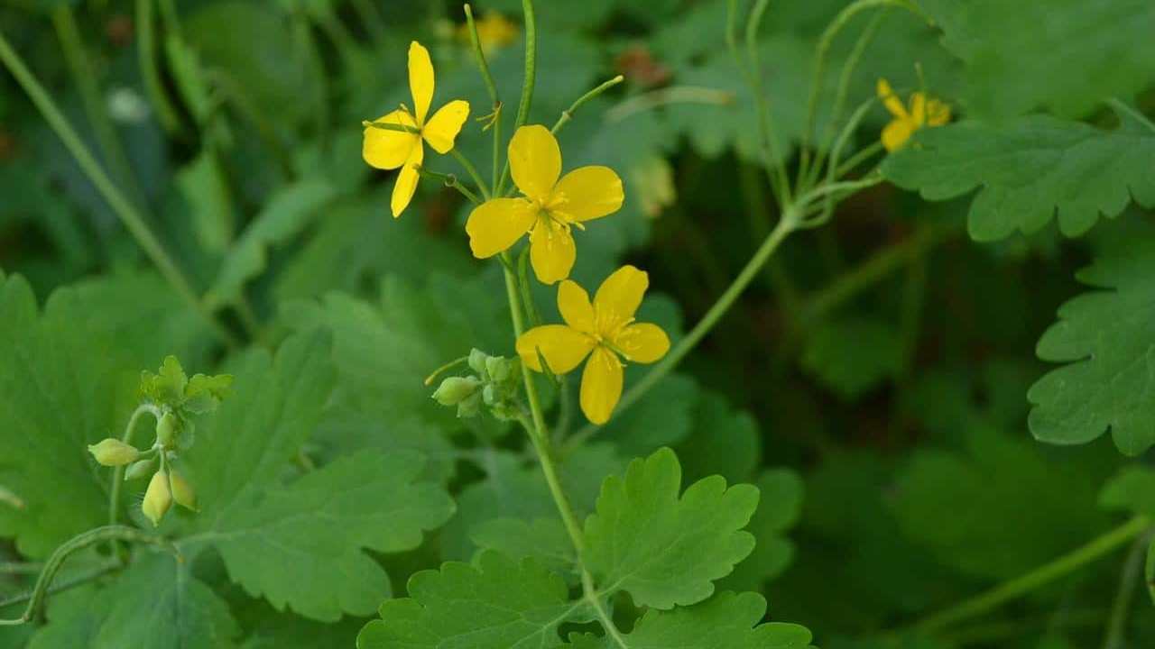 pianta Celidonia Chelidonium Majus, foto e immagini 