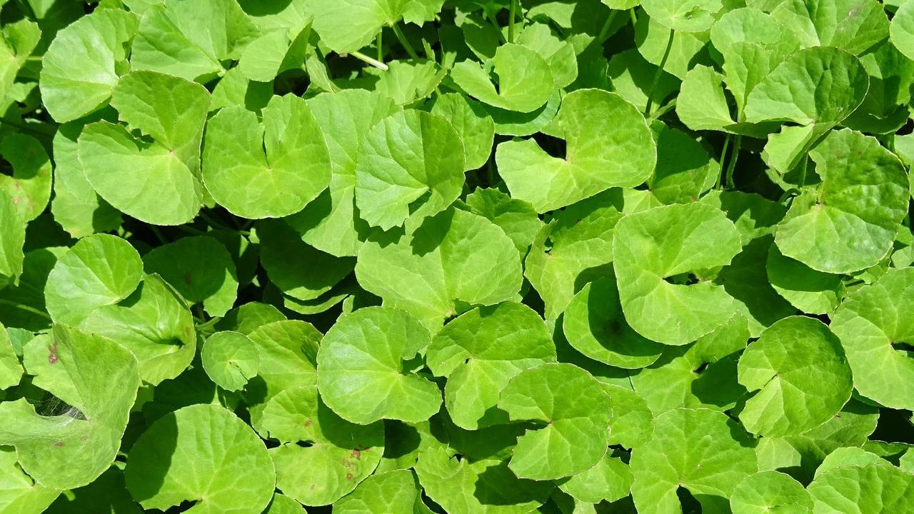 pianta Hydrocotyle o Centella Asiatica, foto e immagini 