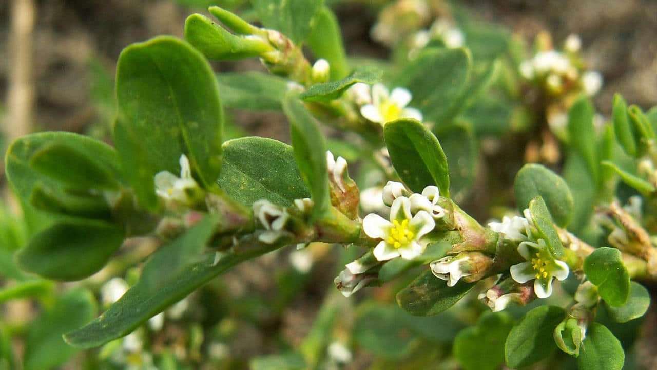 Centinodia Polygonum aviculare foto e immagini