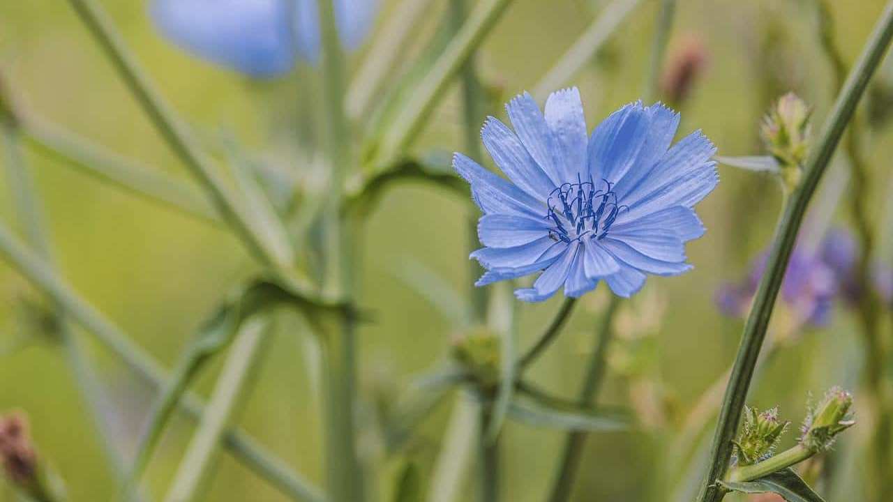 Cichorium intybus Cicoria selvatica spontanea, foto e immagini 