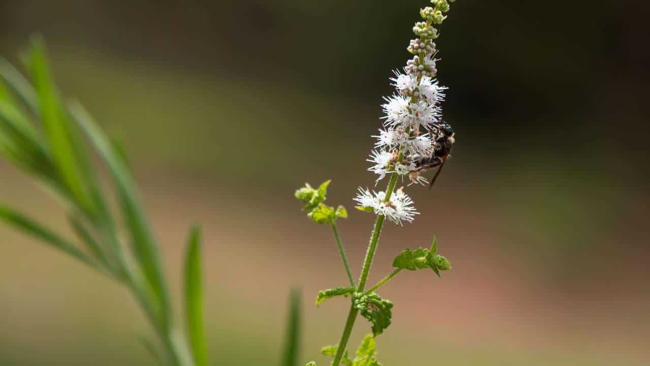 Cimicifuga Actaea Racemosa: proprietà, a cosa serve, benefici, effetti collaterali  foto e immagini 