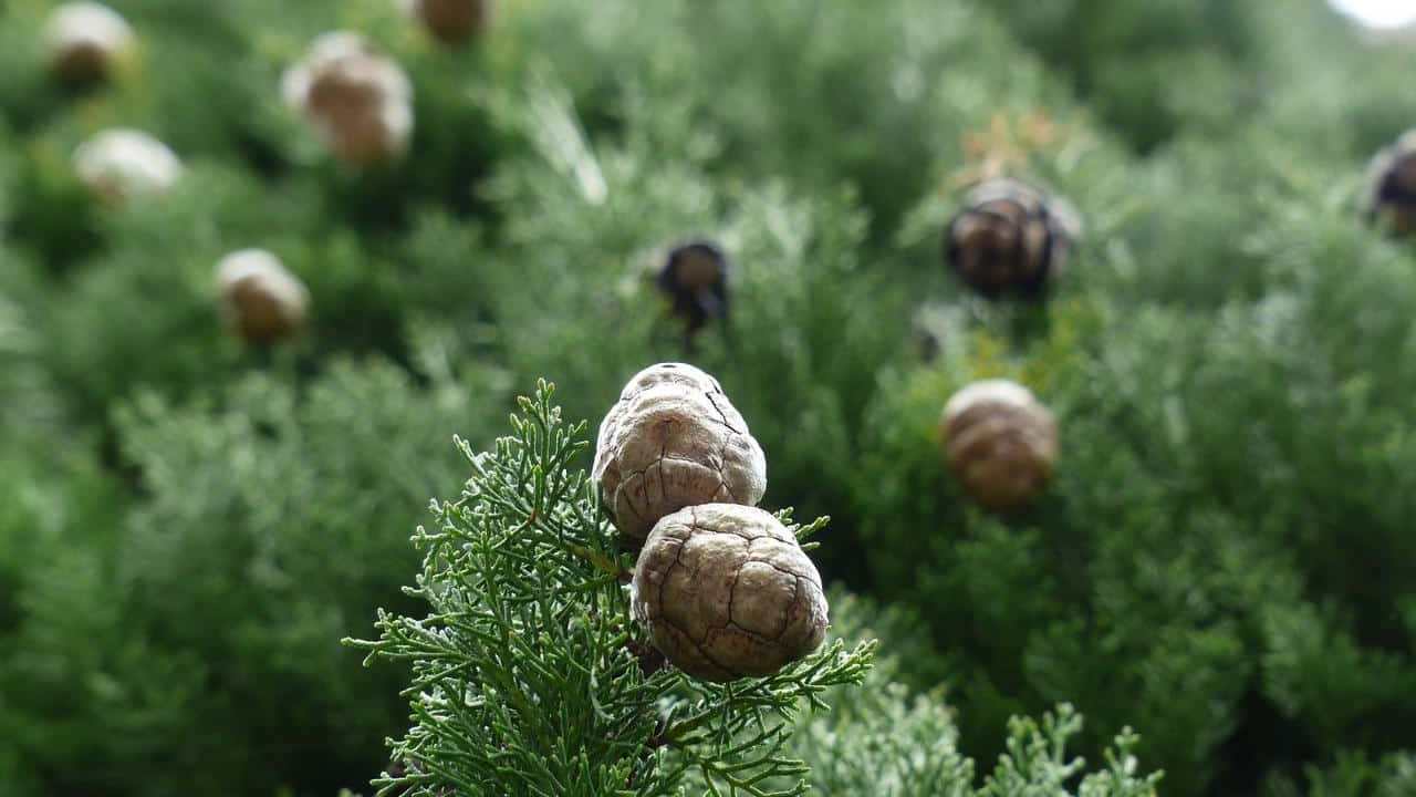 albero Cipresso comune Cupressus sempervirens, foto e immagini