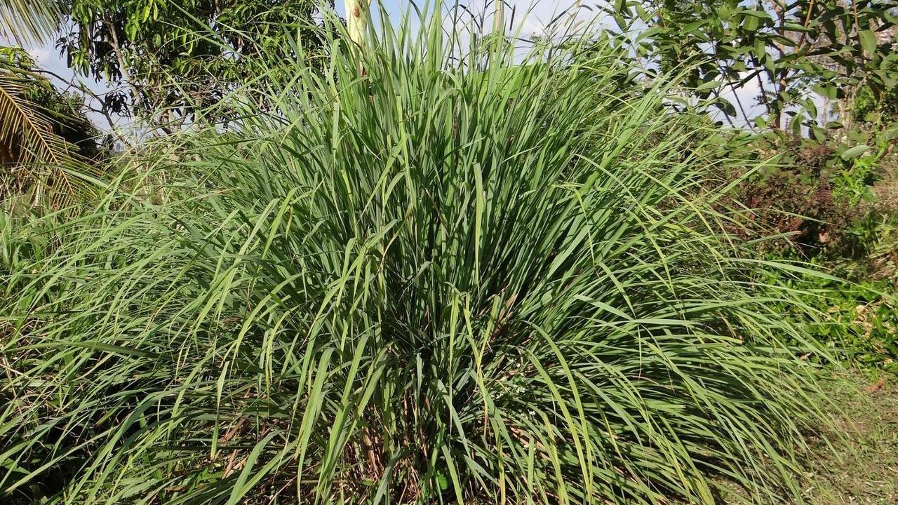 pianta Citronella Lemongrass Cymbopogon citratus, foto e immagini