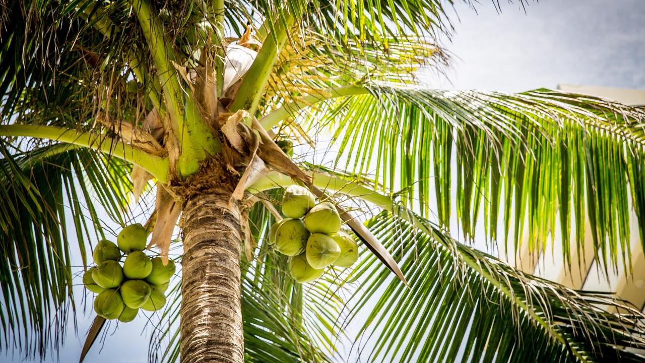 pianta palma da Cocco o Cocos Nucifera, foto e immagini
