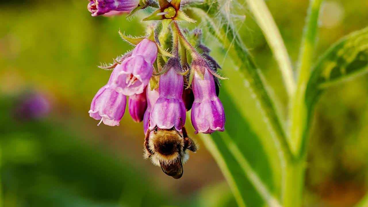 Symphytum officinale Consolida Maggiore pianta, foto e immagini