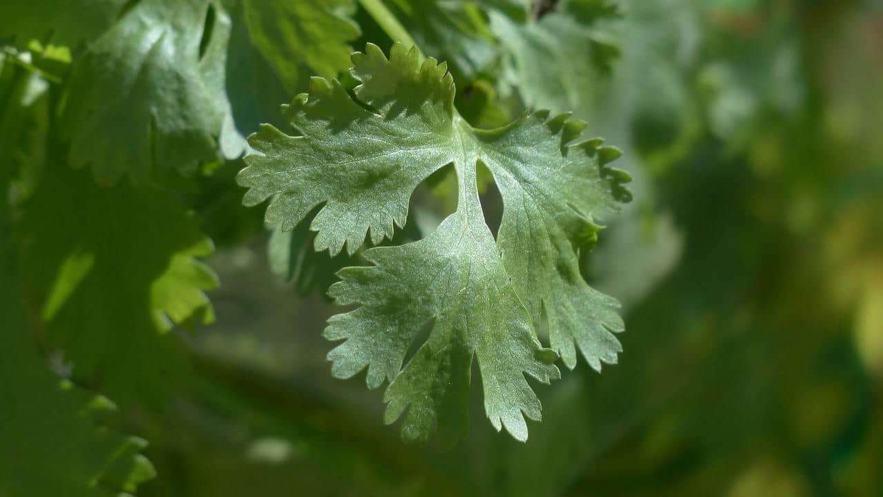 Coriandrum sativum Prezzemolo Cinese Cilantro Coriandolo spezia pianta, foto e immagini