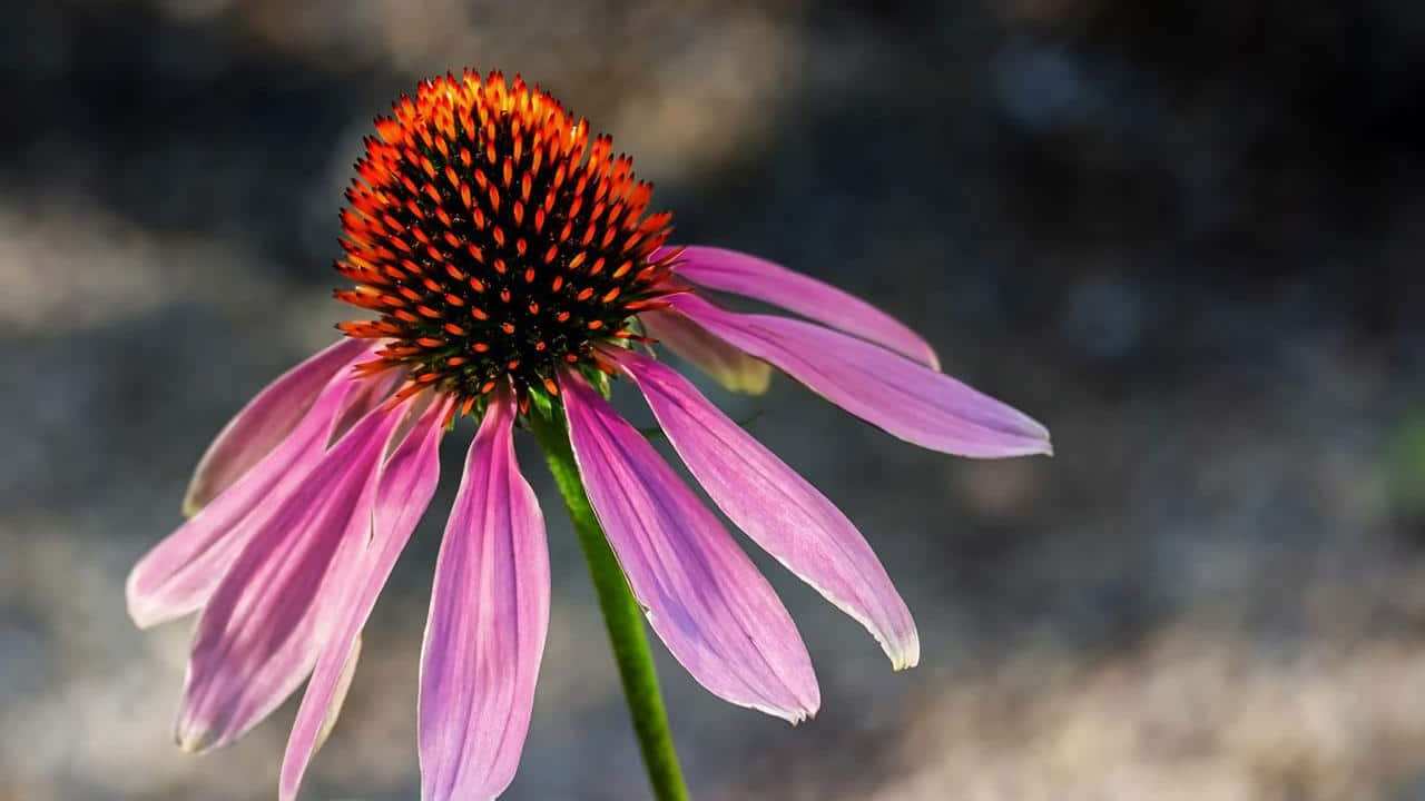 Echinacea Purpurea Angustifolia Pallida, foto e immagini pianta