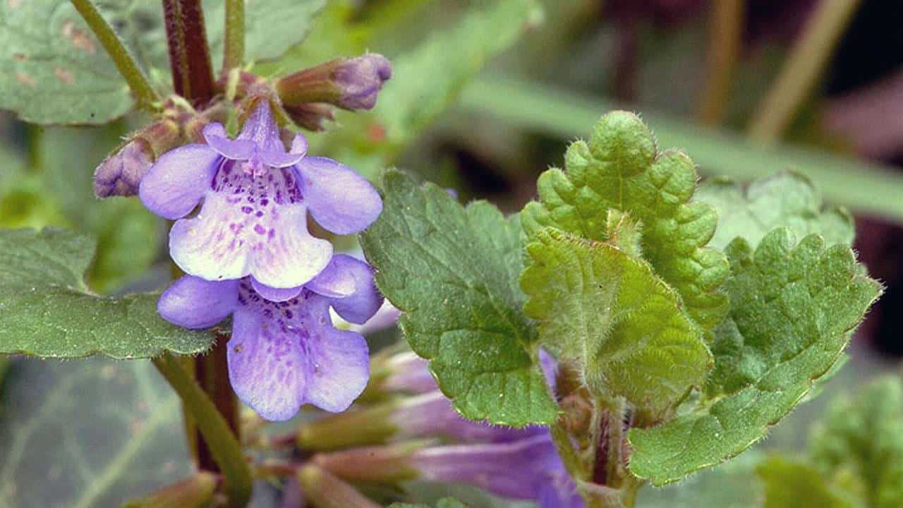 Glechoma hederacea Edera Terrestre, foto e immagini