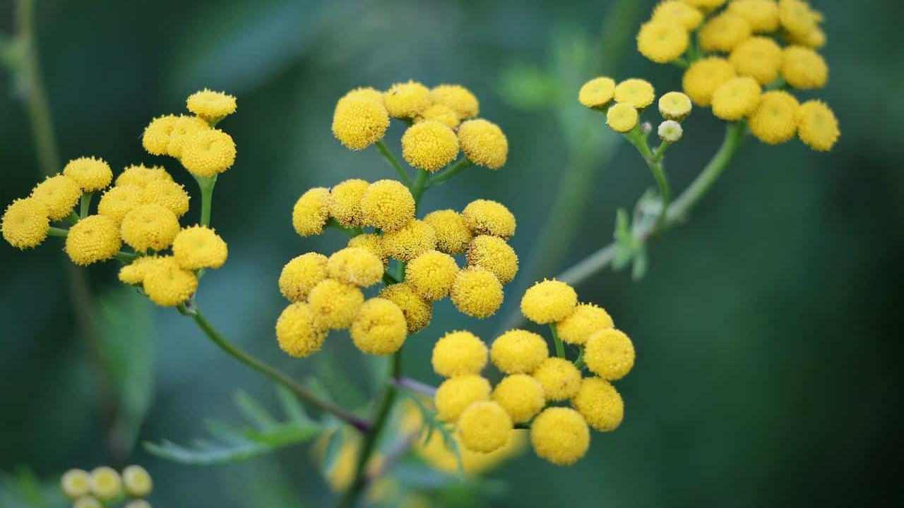 pianta Elicriso italico Helichrysum Italicum, foto e immagini