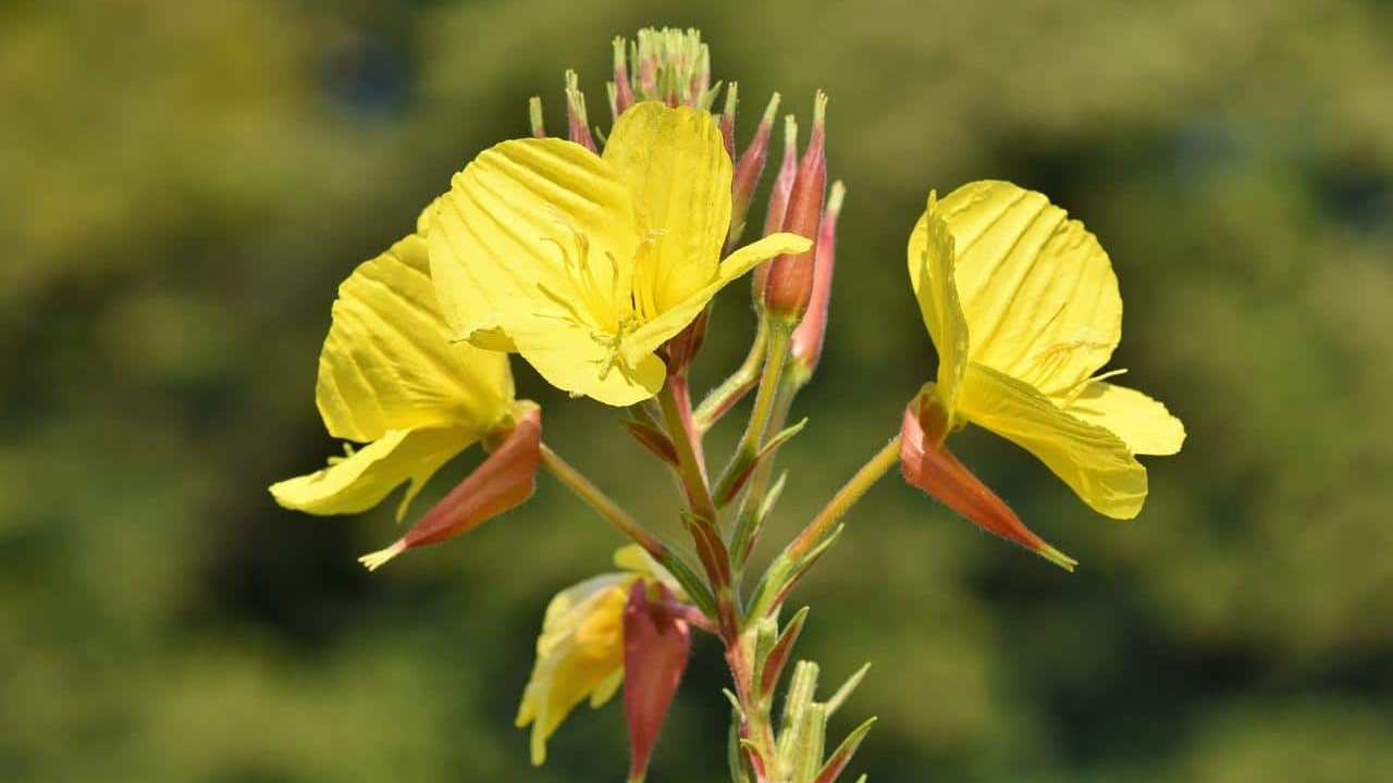 pianta Enotera Oenothera Biennis, foto e immagini