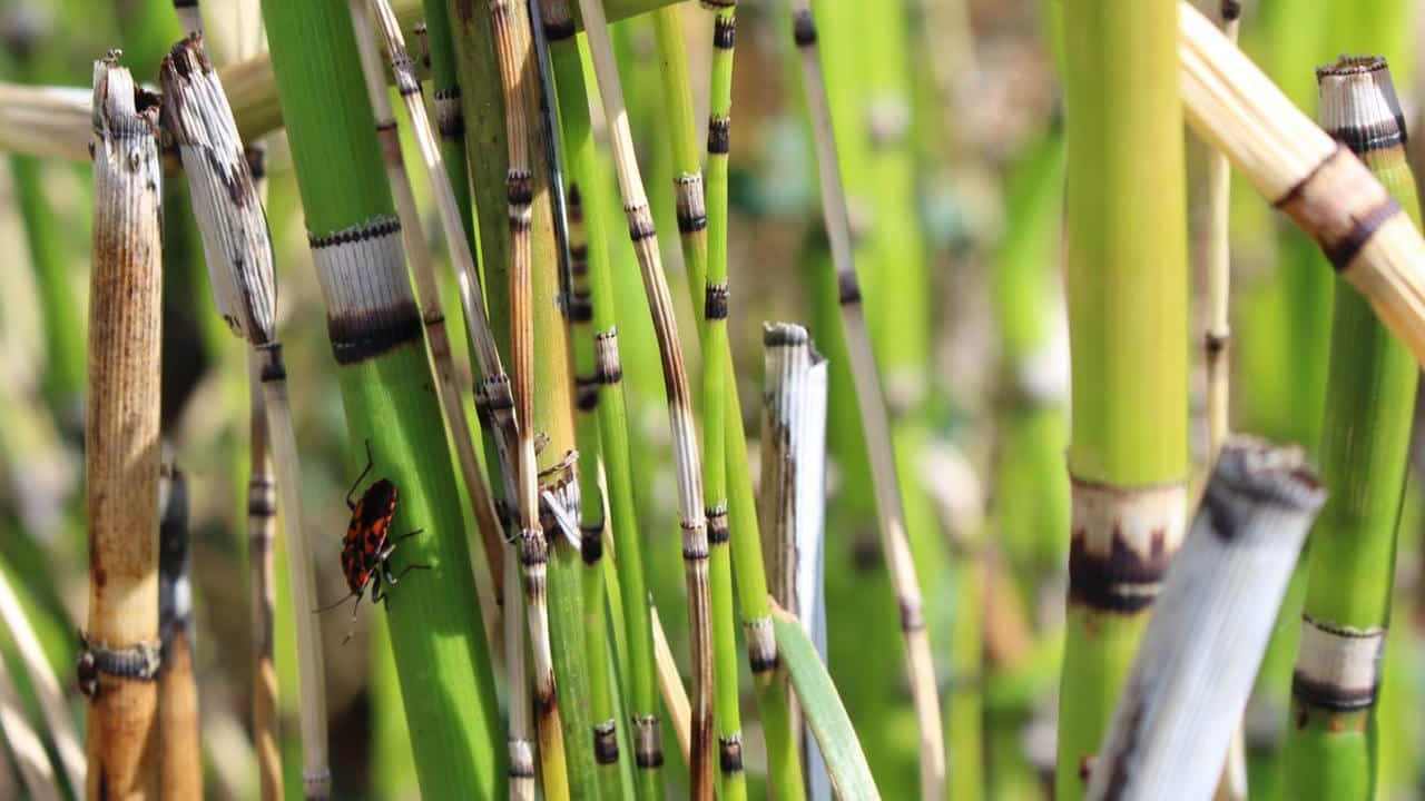 Equiseto pianta, foto e immagini Equisetum arvense o erba Coda cavallina